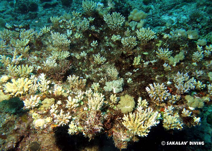 biology diving in Madagascar